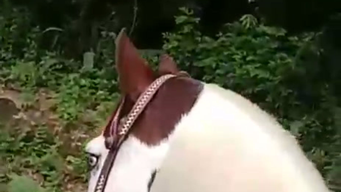 cozumel-horseback-riding-beach-jungle-tour-video-09